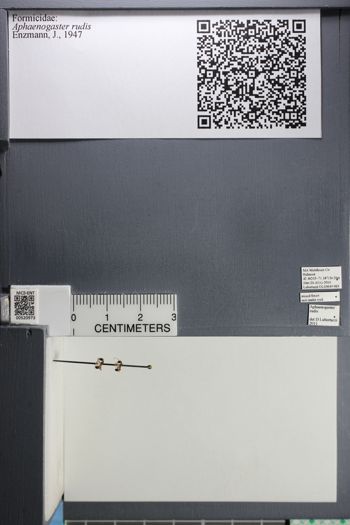 Media type: image; Entomology 520973